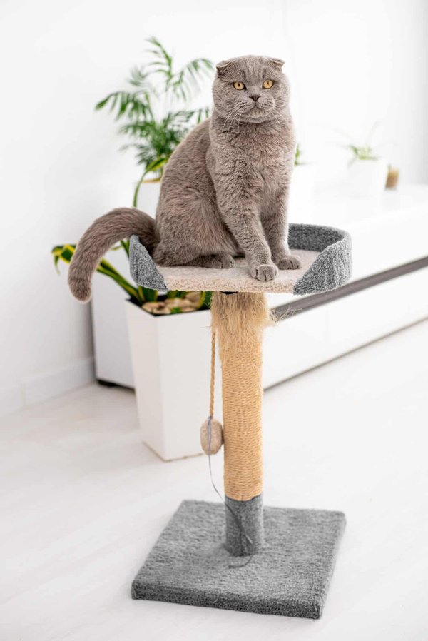 Top griffoirs : Santé des griffes du chat